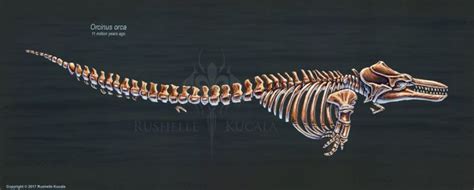 Killer Whale Skeleton Diagram