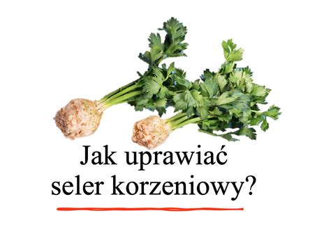 Jak Uprawiać Seler Korzeniowy Podstawowe Informacje