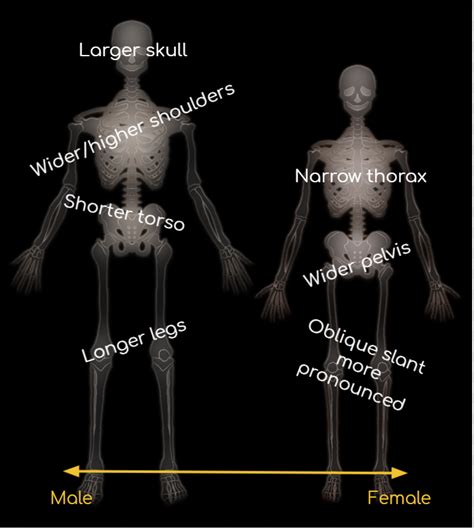 Gallifreyan Anatomy And Physiology 3 The Skeletal Hey Hey Its Gallifrey