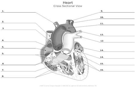 Diagram Of The Heart Left Side Diagram Quizlet