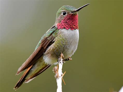 Broad Tailed Hummingbird Ebird