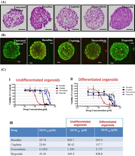 Three Dimensional Testicular Organoid A Novel Tool For The Study Of