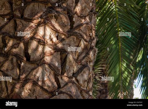 Palm Tree Bark Hi Res Stock Photography And Images Alamy