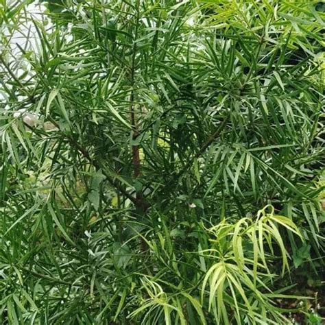 African Fern Pine Afrocarpus Gracilior