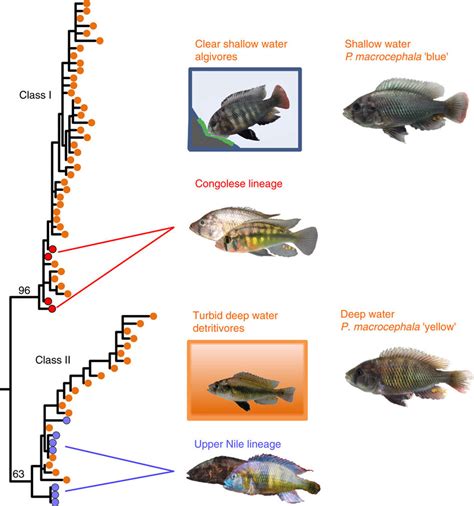 Hybridization and adaptive radiations | The Molecular Ecologist