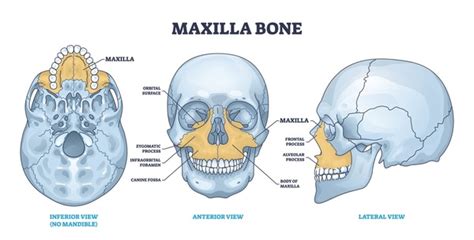 5,511 Anatomy Maxilla Images, Stock Photos, 3D objects, & Vectors ...