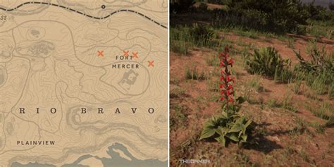 Oleander Sage Plant Rdr2 Location