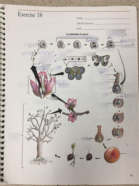 Exercise 18 Flowering Plants Diagram Quizlet