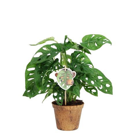 Monstera Obliqua Monkey Leaf Plant Wholesale FlorAccess