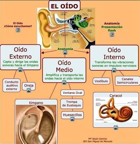 Anatomia Y Fisiologia Del Oido Mapa Conceptual Jlibalwsap Porn Sex