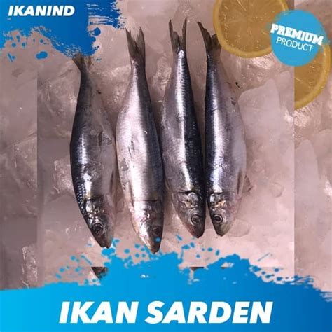 Harga Ikan Sarden Segar 1 Kg