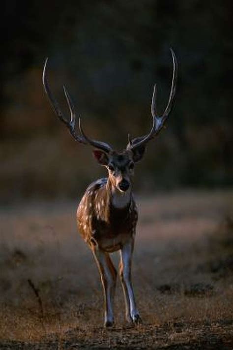 The Anatomy of Deer Antlers