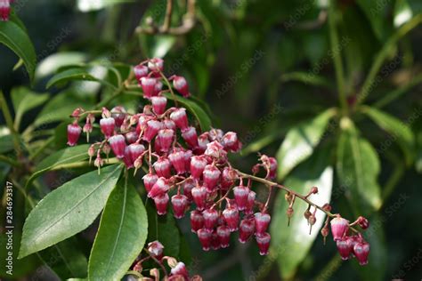 Dwarf Andromeda Plant