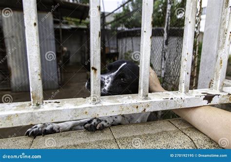 Caged and abused dog stock image. Image of fence, head - 270192195