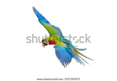 Macaw Isolated: Over 27,971 Royalty-Free Licensable Stock Photos ...