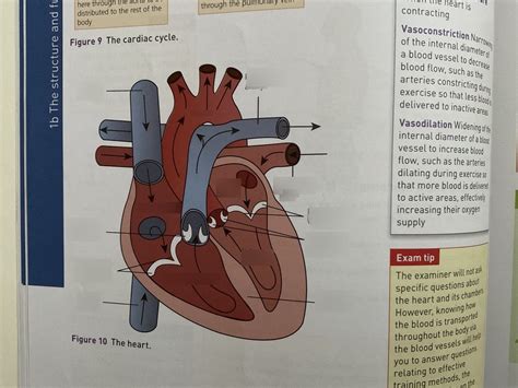 The Cardiac Cycle Diagram Quizlet