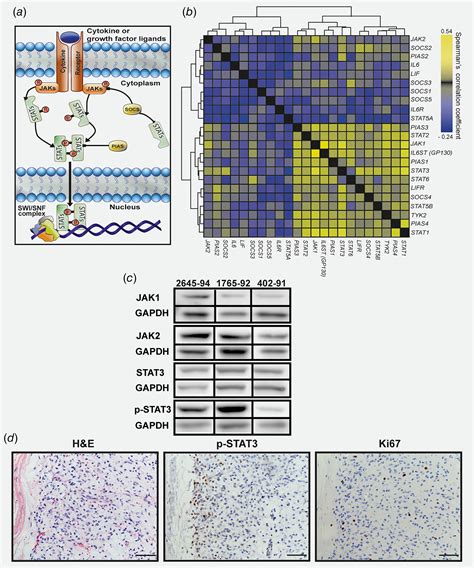 JAKSTAT Signalling Controls Cancer Stem Cell Properties Including