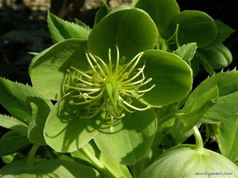 Green Flowered Hellebores Deborah Silver And Co