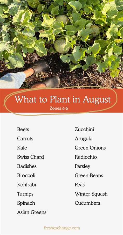 What To Plant In August Zones Fresh Exchange