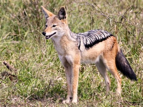 What Is a Jackal? Key Facts & Connection to Dogs | Hepper