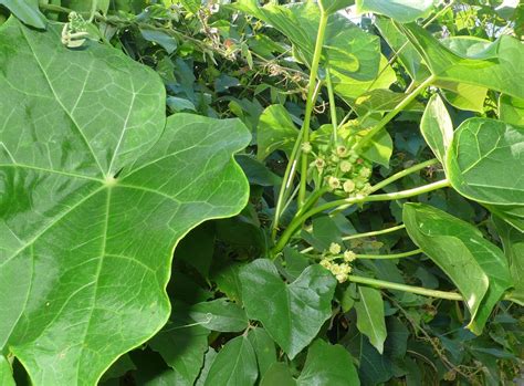 Jatropha Curcas Euphorbiaceae