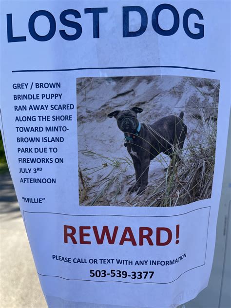 Lost Dog Near Minto Rsalem