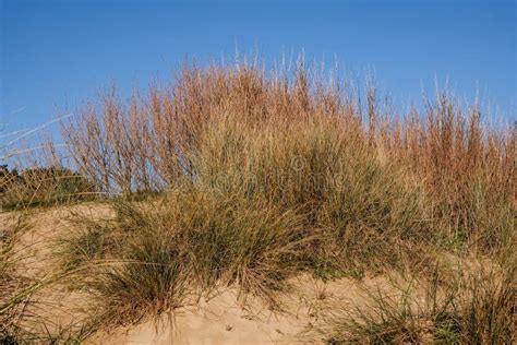 Beach Sand Dunes Covered With Dried Grass Against A Clear Blue Sky