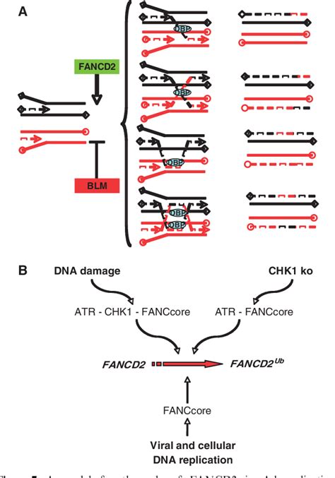 Figure From The Fanc Pathway Is Activated By Adenovirus Infection And