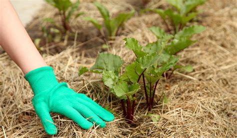 Comment Pailler Le Potager En Hiver Jardiland