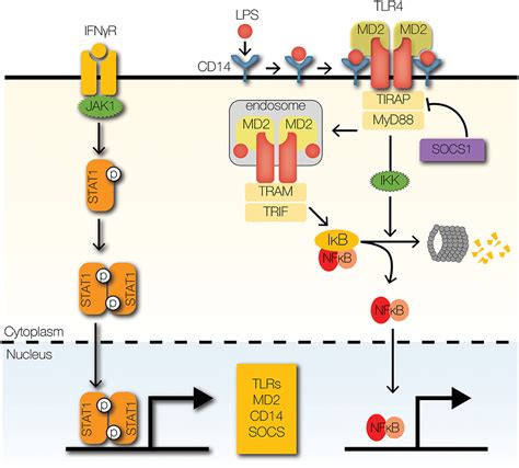 Frontiers Signaling Crosstalk Mechanisms That May Fine Tune Pathogen