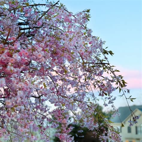 Weeping Cherry Tree | Prunus × yedoensis 'Shidare-yoshino' – Almanac Planting Co