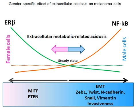 Ijms Free Full Text Extracellular Acidosis Differentially Regulates Estrogen Receptor β