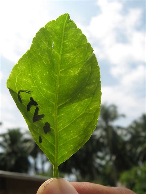 Citrus Tristeza Disease 250