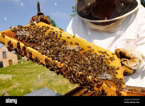 beekeeper  swarm  res stock photography  images alamy