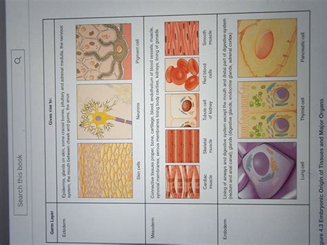 Anatomy And Physiology Tissues Chapter Flashcards Quizlet