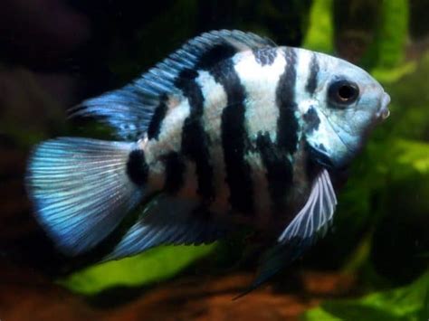 Polar Blue Convict Parrot Discus Rive Sud Poissons Exotiques