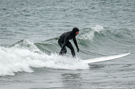 Catching a Wave | Lake Superior Surfing (video) | 365 Days of Birds