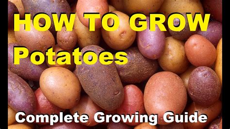 How To Grow Potatoes Complete Growing Guide Youtube