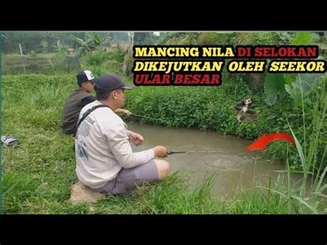 Ngeri Lagi Mancing Malah Ketemu Ular Besar Mancing Ikan Nila