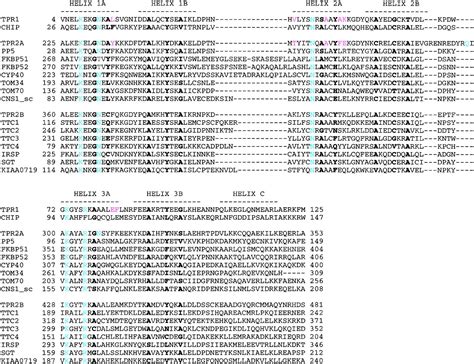 Structure Of Tpr Domainpeptide Complexes Cell