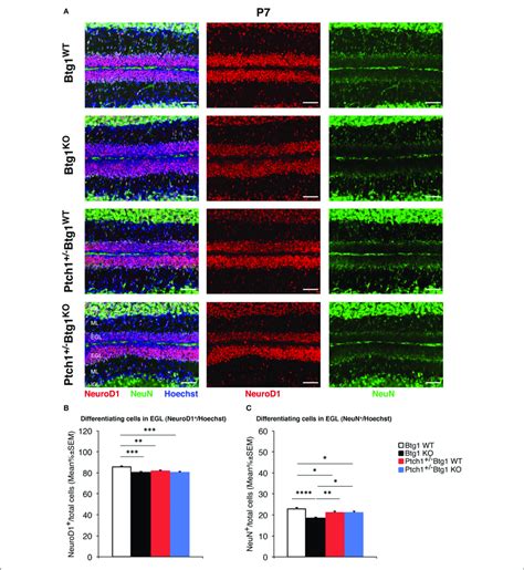 B Cell Translocation Gene Btg Ablation In Patched Heterozygous