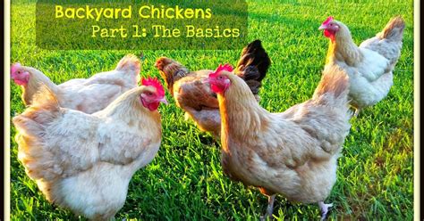 Backyard Chickens Part The Basics