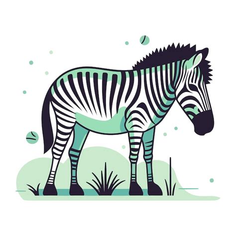 Premium Vector Zebra Vector Illustration In Flat Style Isolated On