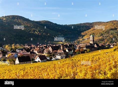 France Haut Rhin Alsace Wine Route Kaysersberg The Vineyard And The