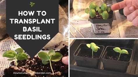 When To Transplant Basil Seedlings A Complete Guide Planthd