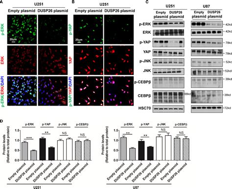 Frontiers Corrigendum Decreased Dusp Expression Promotes Malignant