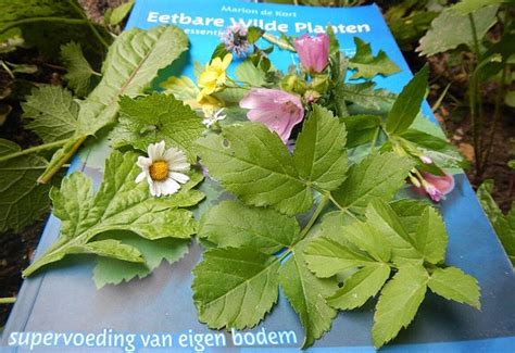 BOEK Eetbare Wilde Planten Supervoeding Van Eigen Bodem Over Marion