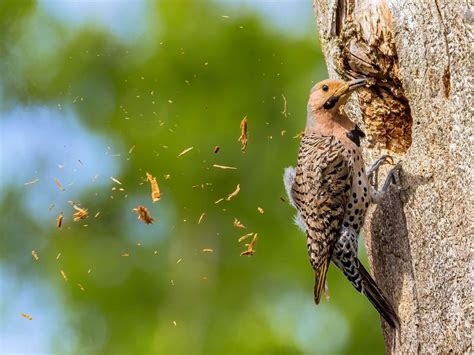 Northern Flicker Nesting (Behavior, Eggs + Location) | Birdfact