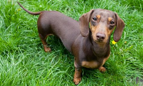 Is A Dachshund A Weiner Dog