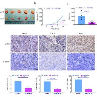 Knockdown Of Stk Suppressed The Proliferation Of Hcc Cells In Vivo